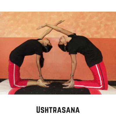 Ushtrasana posture or position in yoga